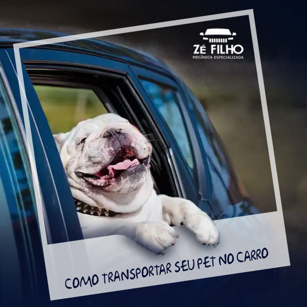 Como transportar seu pet no carro?